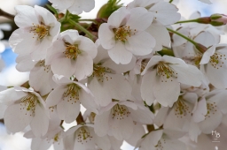 Körsbärsblommor i rosa och vitt
